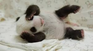panda cub 2