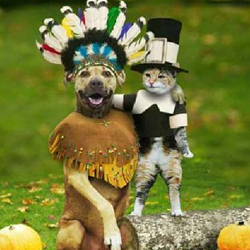 Dog costume---Thanksgiving