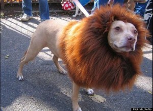 dog costume--lion