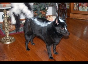dog costume--skunk
