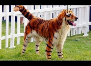 dog costume--tiger