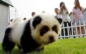 dog dressed as Panda