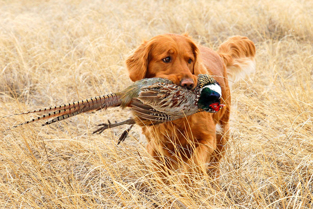 facts about hunting dogs