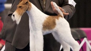 sky-wire-fox-terrier-westminster-best-in-show