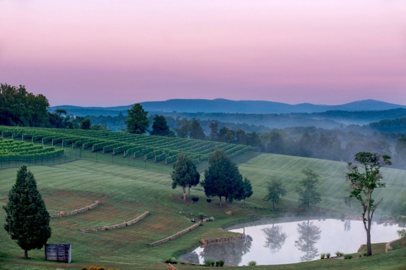 Best Wineries in Loudoun County The Bull Elephant