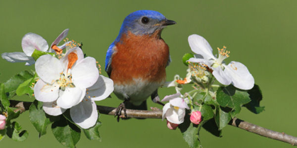 bluebird_flower_branch