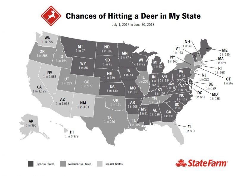 states-with-the-most-deer-accidents-the-bull-elephant